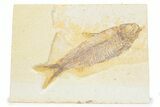 Detailed Fossil Fish (Knightia) - Wyoming #373695-1